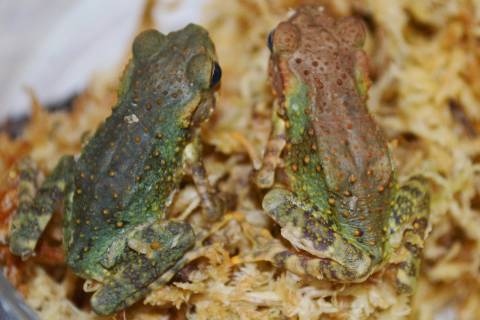 Yellow Spotted Climbing Toads