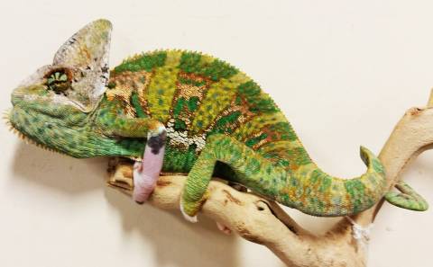 Sub Adult Male Piebald Veiled Chameleons