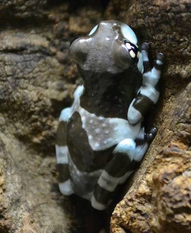 Amazon Milk Frogs