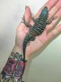 Sub Adult Baja Blue Rock Lizards