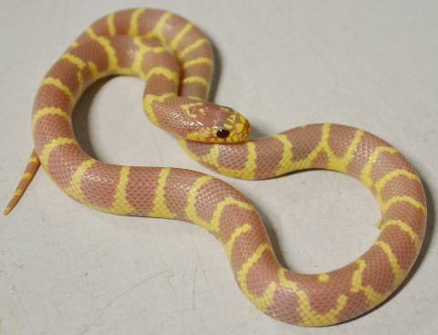 Baby Lavender Albino Banded California Kingsnakes