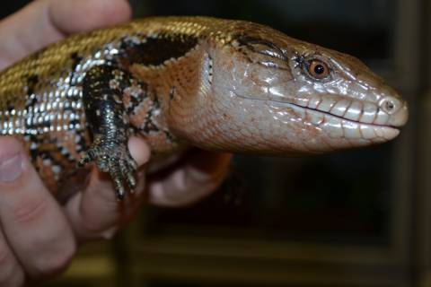 Adult Indonesian Blue Tongue Skinks missing digits