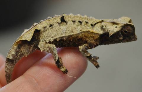 Brygoo's Chameleons