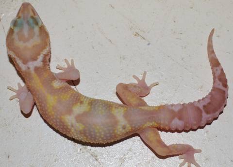 Small Snow RAPTOR Leopard Geckos