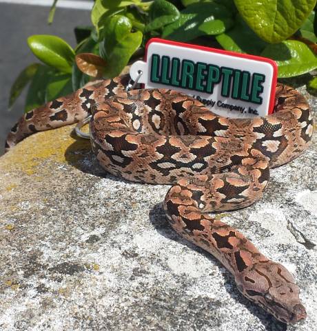 Baby Dumeril's Boas