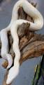Small Sharp Snow Boas
