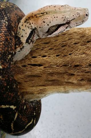 Tamaulipas Boas