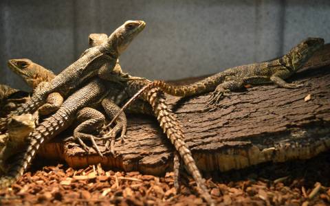 Madagascar Collard Lizards