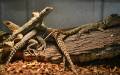 Madagascar Collard Lizards
