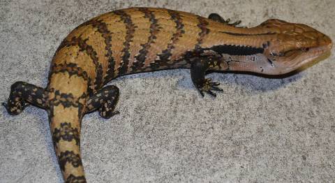 Medium Indonesian Blue Tongue Skinks