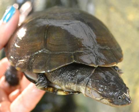 African Sideneck Turtles