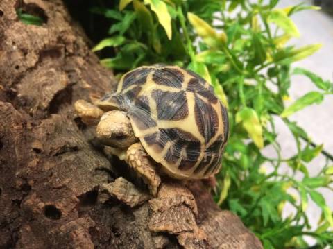 Baby Sri Lankan Star Tortoises