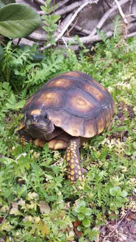 Small Yellow Foot Tortoises