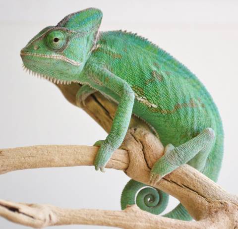 Large Veiled Chameleons