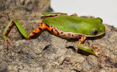 Tiger Leg Tree Frogs