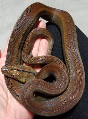 Small Golden Child Reticulated Pythons