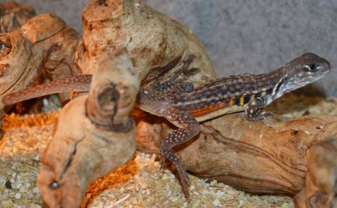 Butterfly Agamas w/stub tails