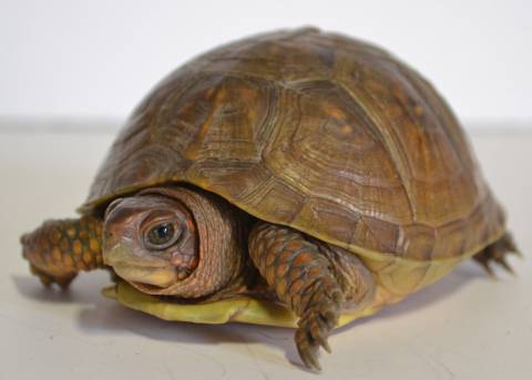 Small Three Toed Box Turtles