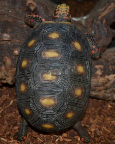 Medium Red Foot Tortoises w/extra scutes