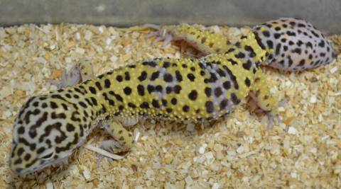 Adult Hypo Leopard Geckos w/regrown tails