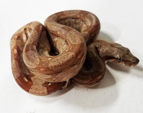 Baby T+ Albino Nicaraguan Boas