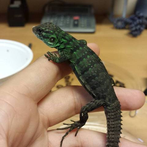 Club Tailed Iguanas