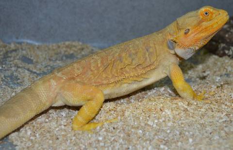 Adult Hypo Leatherback Bearded Dragons