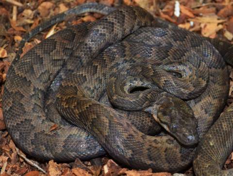 Sub Adult Dominican Red Mountain Boas