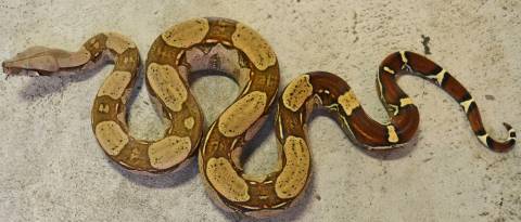 Large Guyana Red Tailed Boas