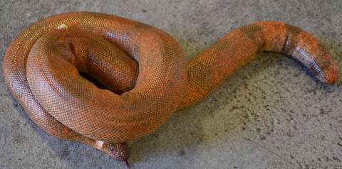 Sub Adult Indian Smooth Scaled Sand Boas
