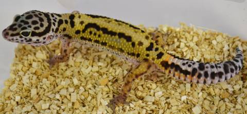 Small Bold Stripe Jungle Leopard Geckos