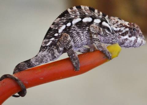 Small Ambilobe Panther Chameleons