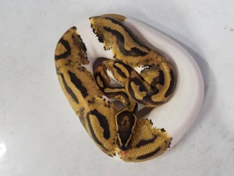 Small Piebald Ball Pythons
