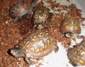 Eastern Box Turtles