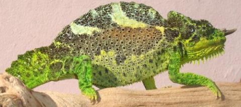 Four Horned Chameleons