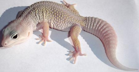 Adult Blizzard Leopard Geckos