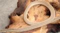 New Guinea Legless Lizards