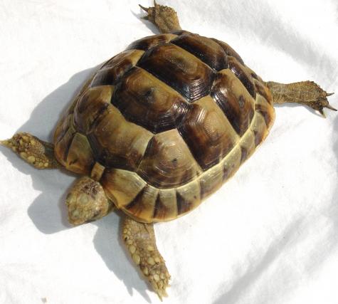 Small Greek Tortoises
