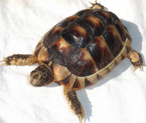 Small Marginated Tortoises