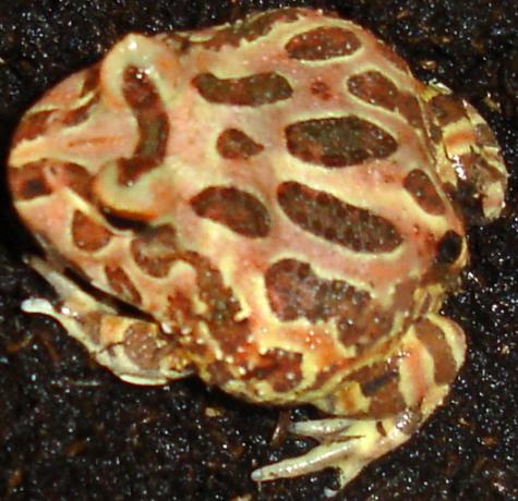Baby Brown Pacman Frogs