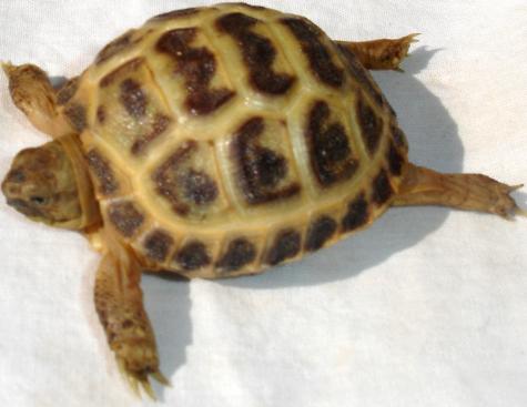 Baby Russian Tortoises