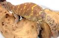 Sub Adult Ornate Uromastyx