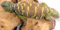 Sub Adult Ornate Uromastyx