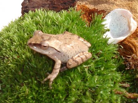 Golden Tree Frogs