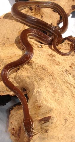 Small African House Snakes