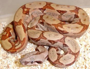 Baby Hypo Colombian Boas
