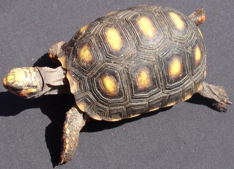Medium Red Foot Tortoises