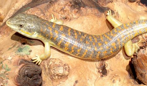 Schneider's Skinks  (aka Berbers)
