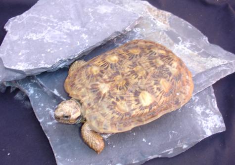 Pancake Tortoises