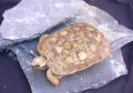 Pancake Tortoises